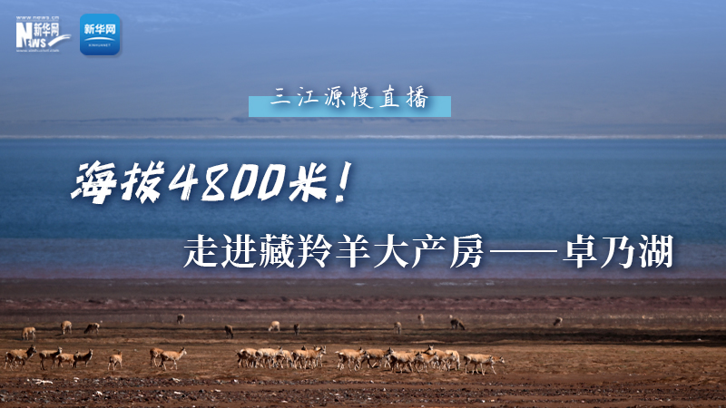 大美中國(guó)｜海拔4800米！走進(jìn)藏羚羊大產(chǎn)房——卓乃湖