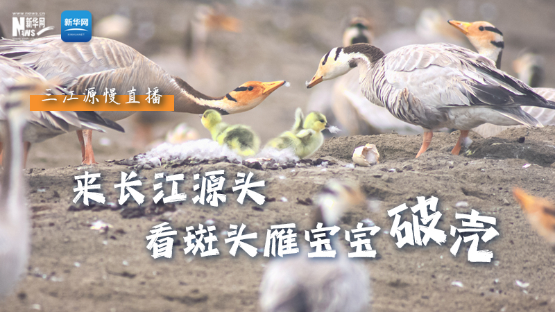 “萌主”當(dāng)家丨來(lái)長(zhǎng)江源頭，看斑頭雁寶寶破殼