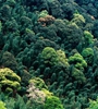 青海省持續(xù)開(kāi)展大規(guī)模造林，國(guó)土綠化面積進(jìn)一步擴(kuò)大，省東部地區(qū)森林覆蓋率達(dá)32%高于全國(guó)平均水平