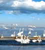 碧水蕩漾、海天一色，青海湖是游客追隨的最美湖泊，湖水周?chē)滩萸嗲?，水鳥(niǎo)飛舞、青海湖生態(tài)環(huán)境越來(lái)越好。