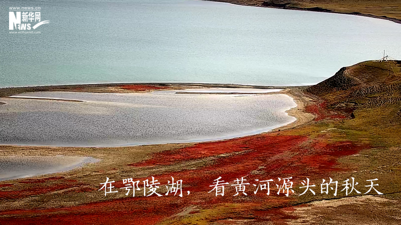 三江源慢直播丨在鄂陵湖，看黃河源頭的秋天