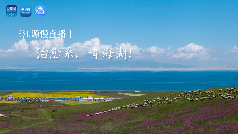 三江源慢直播丨治愈系，青海湖！