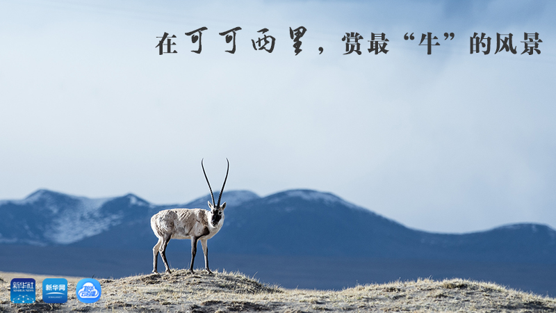 三江源慢直播丨在可可西里，賞最“牛”的美景